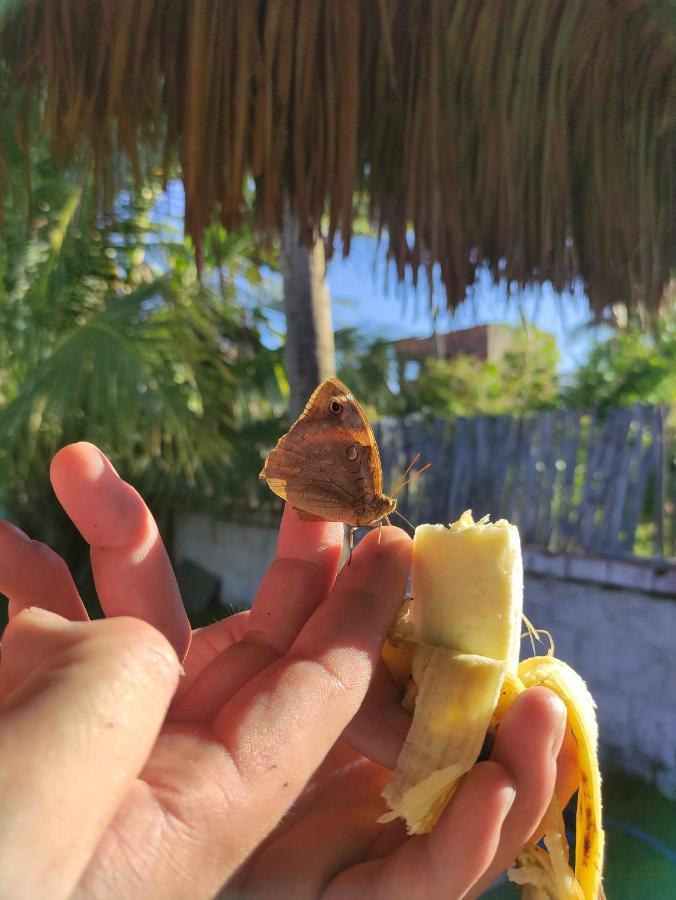 Vila Da Sereia Hostel E Pousada イカライー エクステリア 写真